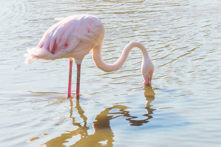 Flamingo eating in the water, Pink Flamingo, Greater flamingo in their natural environmentの写真素材