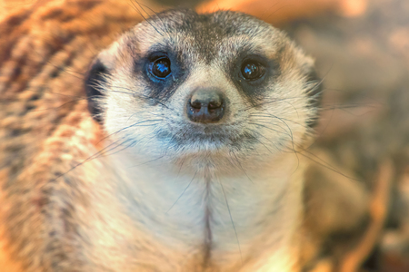 マングースの写真 イラスト素材一覧 7 087件 ストックフォトのamanaimages Plus