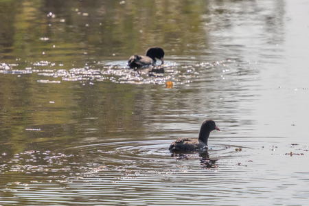Eurasian Coot, black duck, Common coot (Fulica atra)の写真素材
