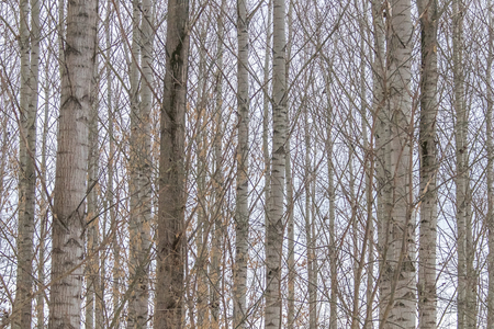 Poplar trees trunks natural backgroundの写真素材