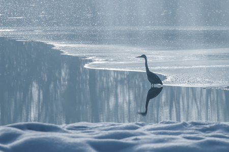 Grey heron frozen lake at winter. Winter lake scene.の写真素材