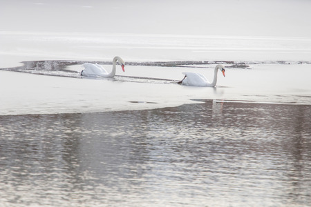 Two white swans on frozen lake. Winter frozen lake.の写真素材