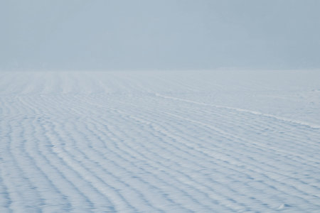 Grain field snow covered. Agriculture field under snow.