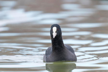 Coot swimming (Fulica atra) Close up Eurasian Cootの写真素材