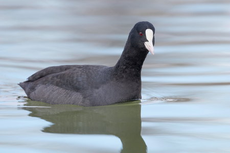 Coot swimming (Fulica atra) Close up Eurasian Cootの写真素材