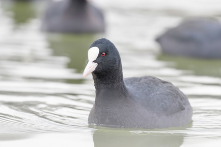 Swimming Coots (Fulica atra) Close up Eurasian Cootsの写真素材