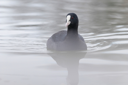 Coot swimming (Fulica atra) Close up Eurasian Cootの写真素材