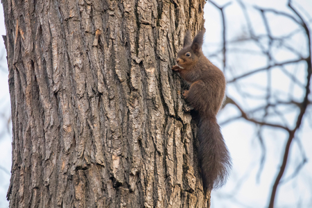 Red squirrel on tree trunk, Forest squirrel (Sciurus vulgaris)の写真素材