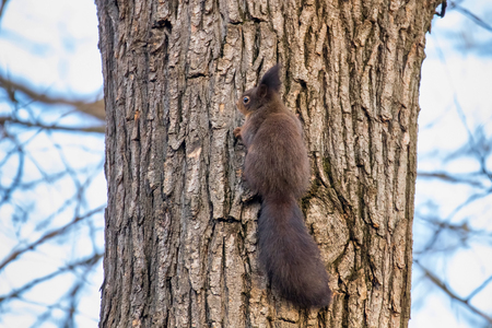 Red squirrel on tree trunk, Forest squirrel (Sciurus vulgaris)の写真素材