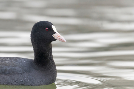 Coot swimming (Fulica atra) Close up Eurasian Cootの写真素材