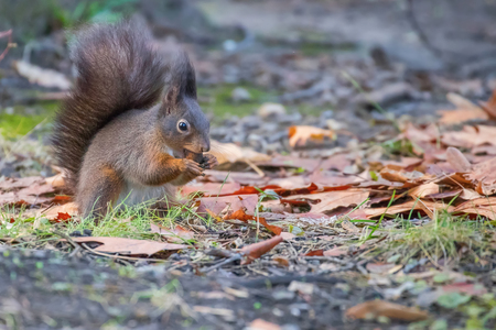 Red squirrel in the park (Sciurus vulgaris)の写真素材