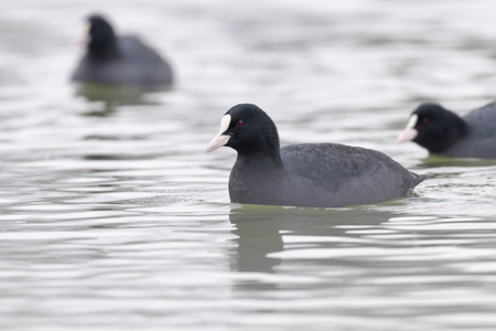Swimming Coots (Fulica atra) Close up Eurasian Cootsの写真素材