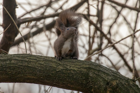 Red squirrel sitting on a tree, forest squirrel (Sciurus vulgaris)の写真素材