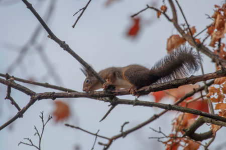 Red squirrel sitting on a tree, Autumn forest squirrel (Sciurus vulgaris)の写真素材
