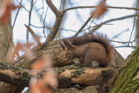 Red squirrel sitting on a tree, Autumn forest squirrel (Sciurus vulgaris)の写真素材