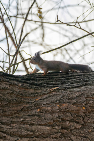 Red squirrel on tree trunk, Forest squirrel (Sciurus vulgaris)の写真素材