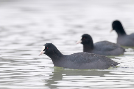 Swimming Coots (Fulica atra) Close up Eurasian Cootsの写真素材