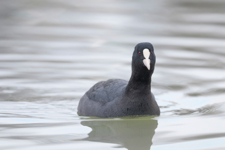 Coot swimming (Fulica atra) Close up Eurasian Cootの写真素材