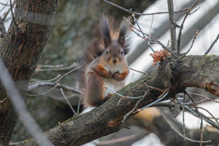 Red squirrel sitting on a tree, forest squirrel (Sciurus vulgaris)の写真素材
