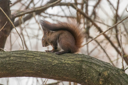 Red squirrel sitting on a tree, forest squirrel (Sciurus vulgaris)の写真素材