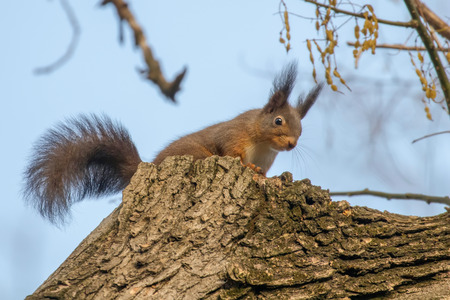 Red squirrel sitting on a tree, forest squirrel (Sciurus vulgaris)の写真素材