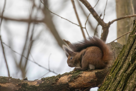 Red squirrel sitting on a tree, Autumn forest squirrel (Sciurus vulgaris)の写真素材