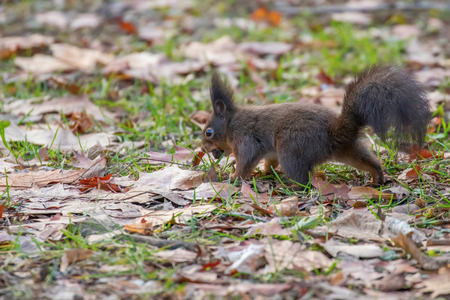 Red squirrel in the park (Sciurus vulgaris)の写真素材