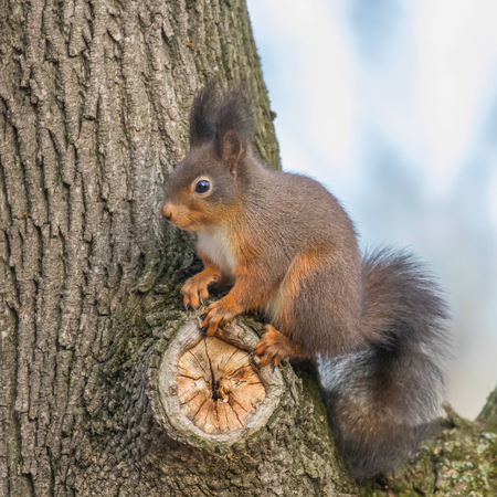 Red squirrel on tree trunk, Forest squirrel (Sciurus vulgaris)の写真素材