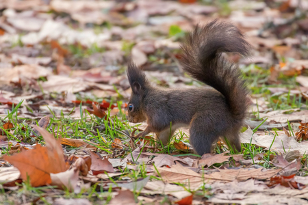 Red squirrel in the park (Sciurus vulgaris)の写真素材