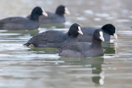 Swimming Coots (Fulica atra) Close up Eurasian Cootsの写真素材