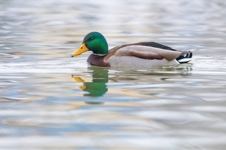 Wild duck, mallard male swimming (Anas platyrhynchos)の写真素材