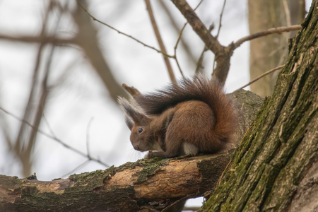 Red squirrel sitting on a tree, Autumn forest squirrel (Sciurus vulgaris)の写真素材