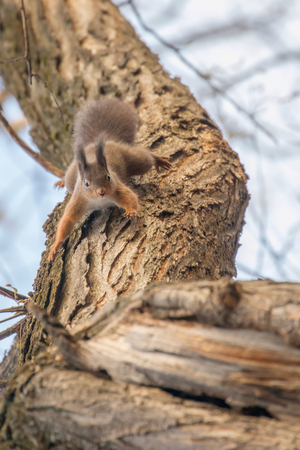 Red squirrel on tree trunk, Forest squirrel (Sciurus vulgaris)の写真素材