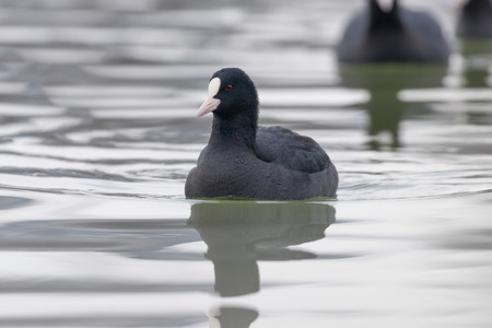 Swimming Coots (Fulica atra) Close up Eurasian Cootsの写真素材