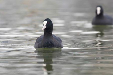Swimming Coots (Fulica atra) Close up Eurasian Cootsの写真素材