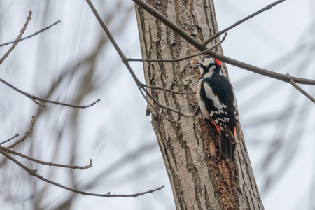 Great Spotted Woodpecker on tree trunk (Dendrocopos major)の写真素材