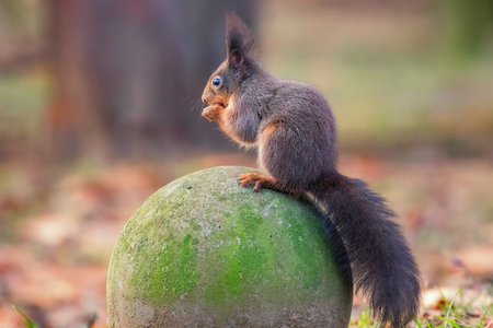 Red squirrel in the park (Sciurus vulgaris)の写真素材