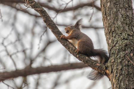 Red squirrel sitting on a tree, forest squirrel (Sciurus vulgaris)の写真素材