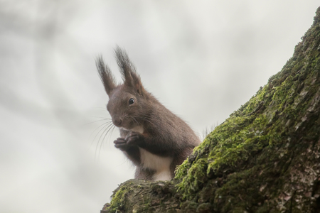 Red squirrel on tree trunk, Forest squirrel (Sciurus vulgaris)の写真素材