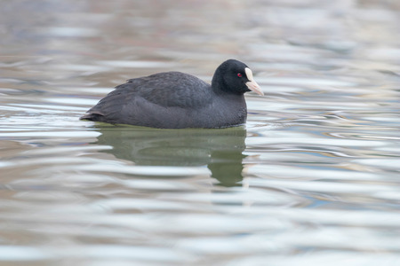 Coot swimming (Fulica atra) Close up Eurasian Cootの写真素材