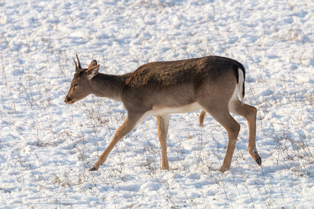 Fallow deer young buck snow winter (Dama Dama)の写真素材