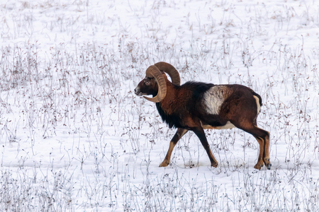 Mouflon Male in Winter Wild nature (ovis musimon)の写真素材