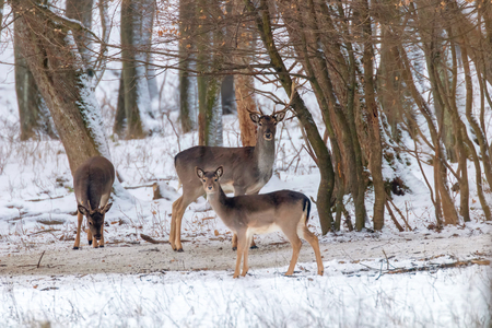 Fallow deer snow forest landscape (Dama Dama)の写真素材