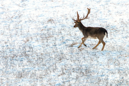 Fallow deer buck snow winter landscape (Dama Dama)の写真素材