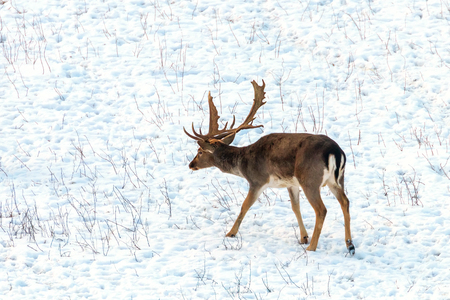 Fallow deer buck snow winter landscape (Dama Dama)の写真素材