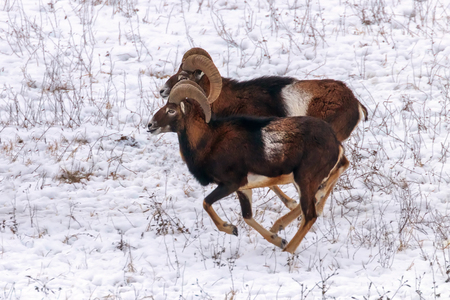 Mouflons in Winter Wild nature (ovis musimon)の写真素材