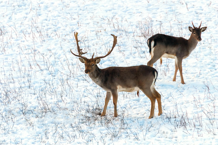 Fallow deer buck snow winter landscape (Dama Dama)の写真素材