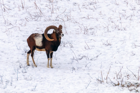 Mouflon Male in Winter Wild nature (ovis musimon)の写真素材