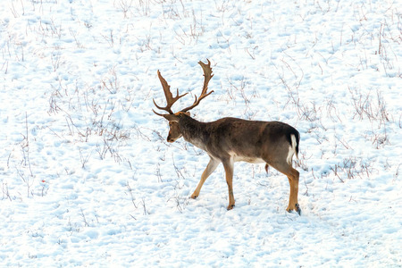 Fallow deer buck snow winter landscape (Dama Dama)の写真素材