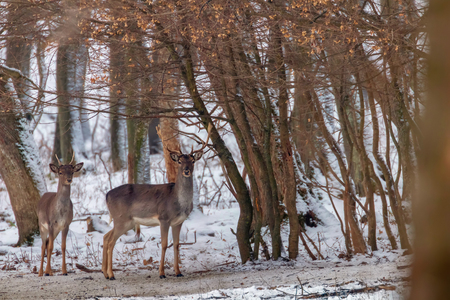 Fallow deer snow forest landscape (Dama Dama)の写真素材